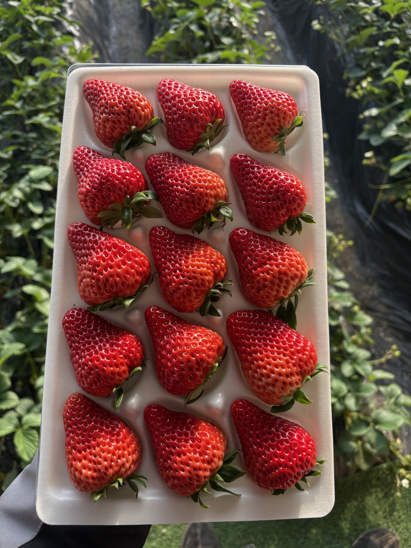 华曦红颜草莓&middot;至尊果